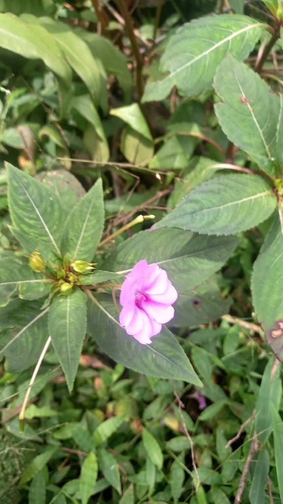 Impatiens platypetala (Impatiens platypetala)