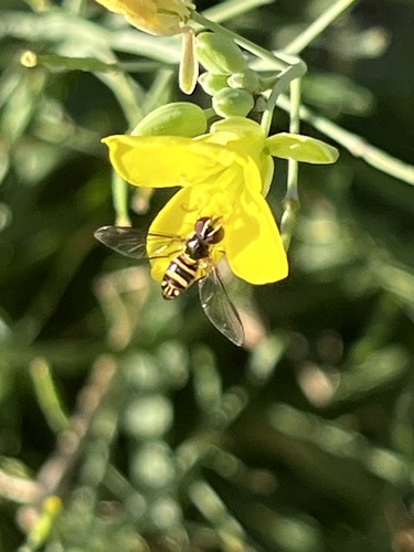 Unknown species found near Lester St, Houston, TX, US