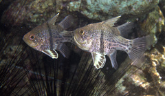 Sphaeramia orbicularis