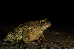 Sclerophrys mauritanica