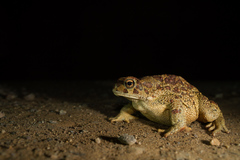Sclerophrys mauritanica