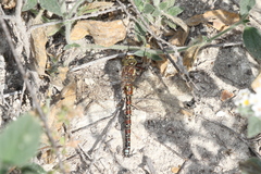 Caliaeschna microstigma