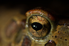 Sclerophrys mauritanica