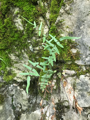 iNaturalist observation photo of purple-stem cliffbrake
