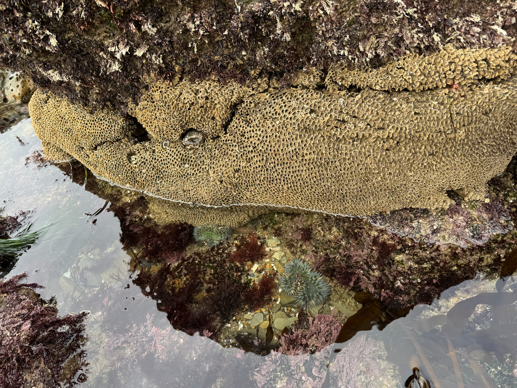 Phragmatopoma californica (Fewkes, 1889)