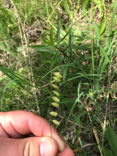 iNaturalist observation photo of Twoflower Melicgrass