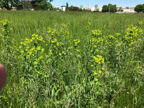 iNaturalist observation photo of slender leafy spurge