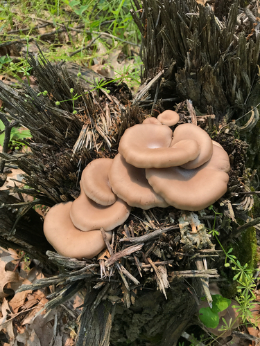 iNaturalist observation photo of Oyster Mushrooms