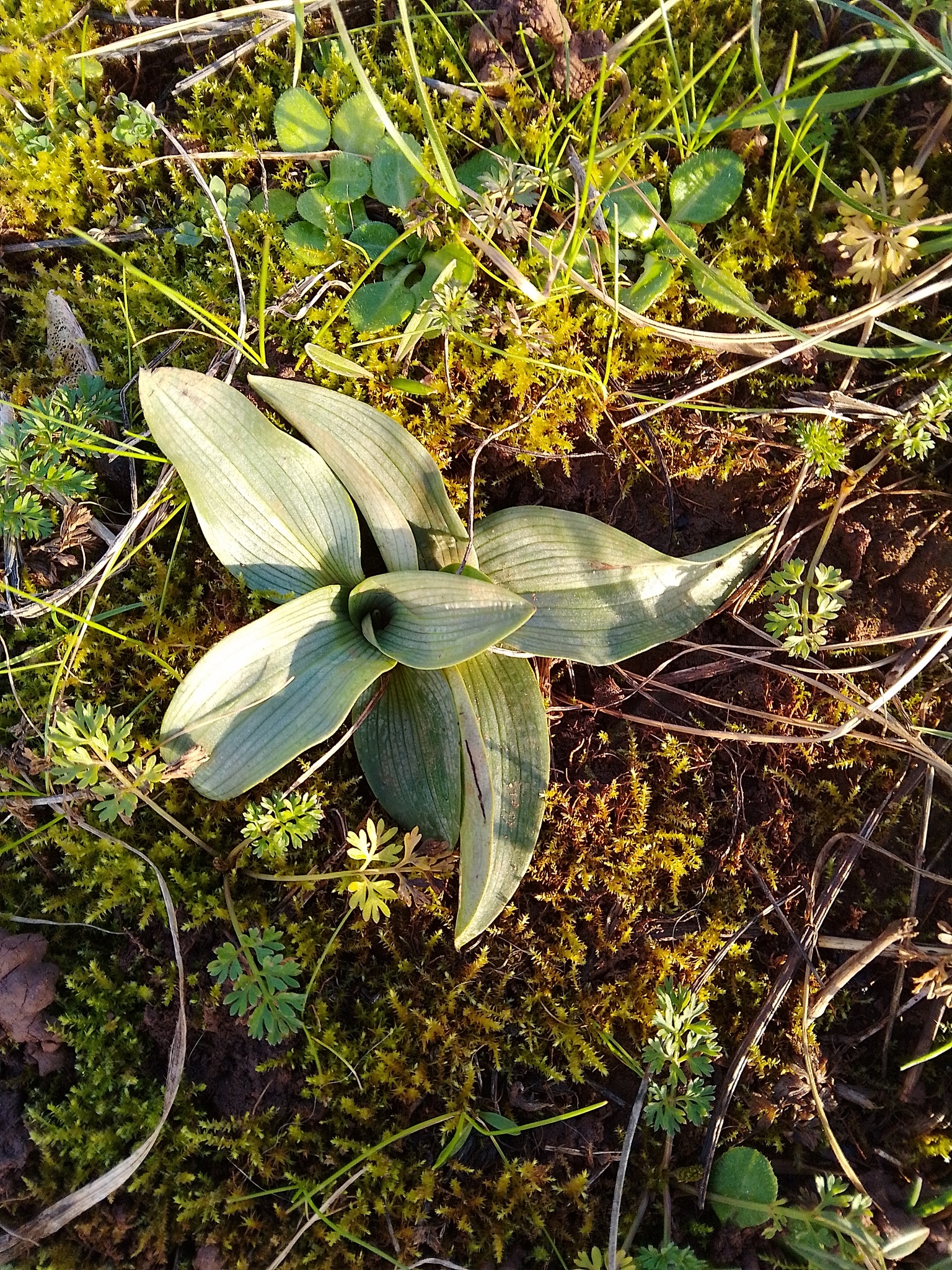 image from Ophrys Apifera Flowers in May and June, and 41,807 Wild Records Show It