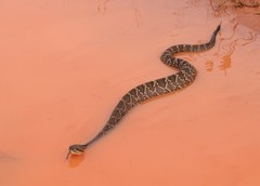 Crotalus durissus