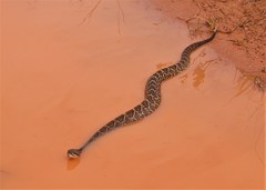 Crotalus durissus