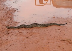Crotalus durissus