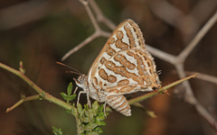 Cigaritis acamas