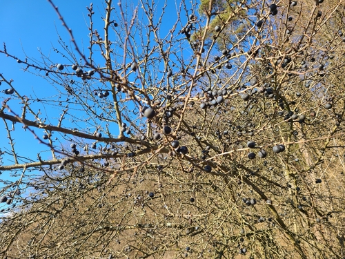 Sloe