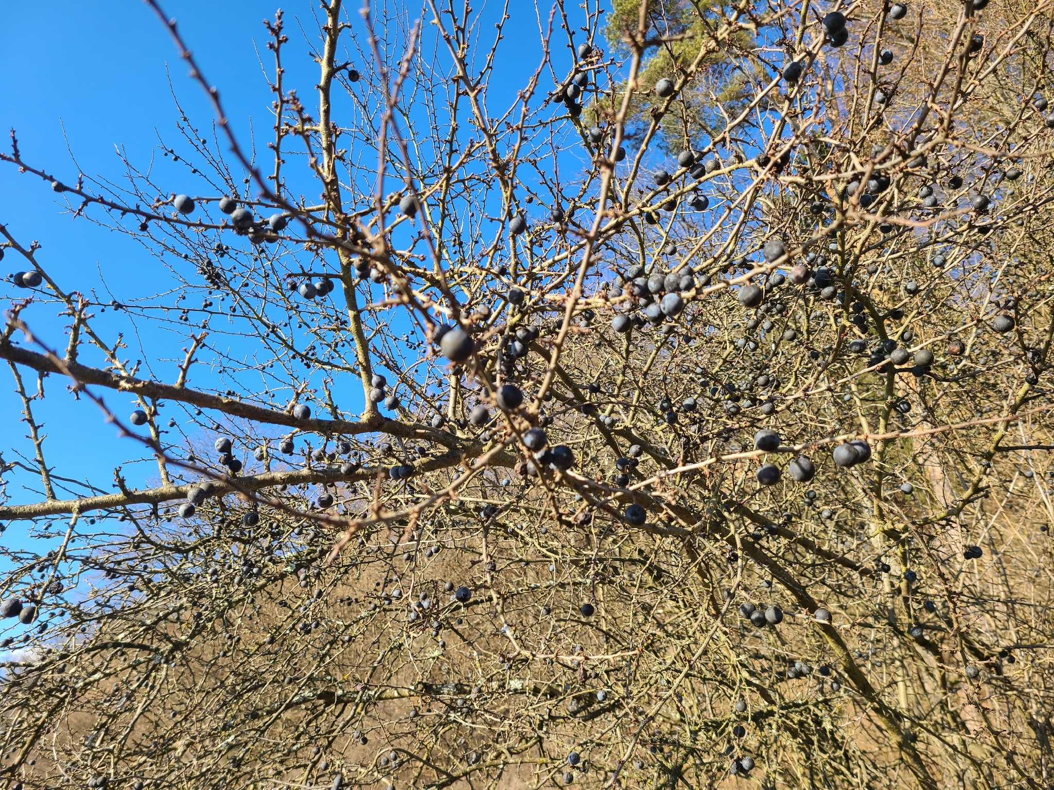 Beispielbild: Schlehe (Prunus spinosa)