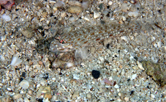 Istigobius rigilius