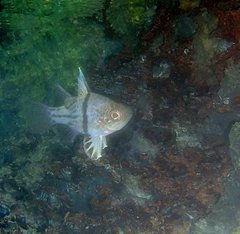 Sphaeramia orbicularis