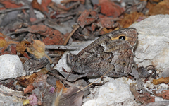 Hipparchia cypriensis