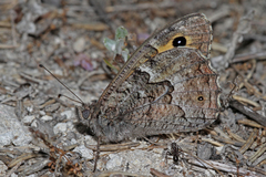 Hipparchia cypriensis