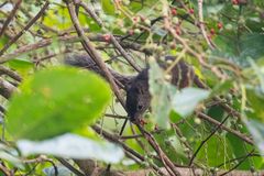 Sciurus granatensis