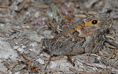 Hipparchia cypriensis