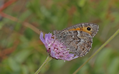 Hipparchia cypriensis