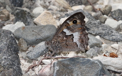 Hipparchia cypriensis