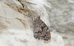 Hipparchia syriaca