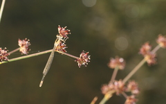 Ischnura elegans
