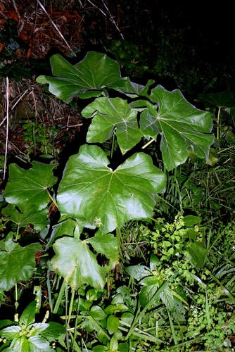 Tree mallow