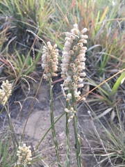 Pterocaulon lorentzii