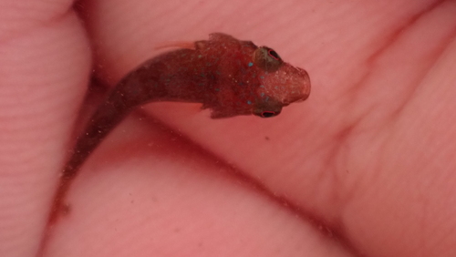 Small-headed clingfish (Apletodon dentatus) — Gobiesocidae — 2
