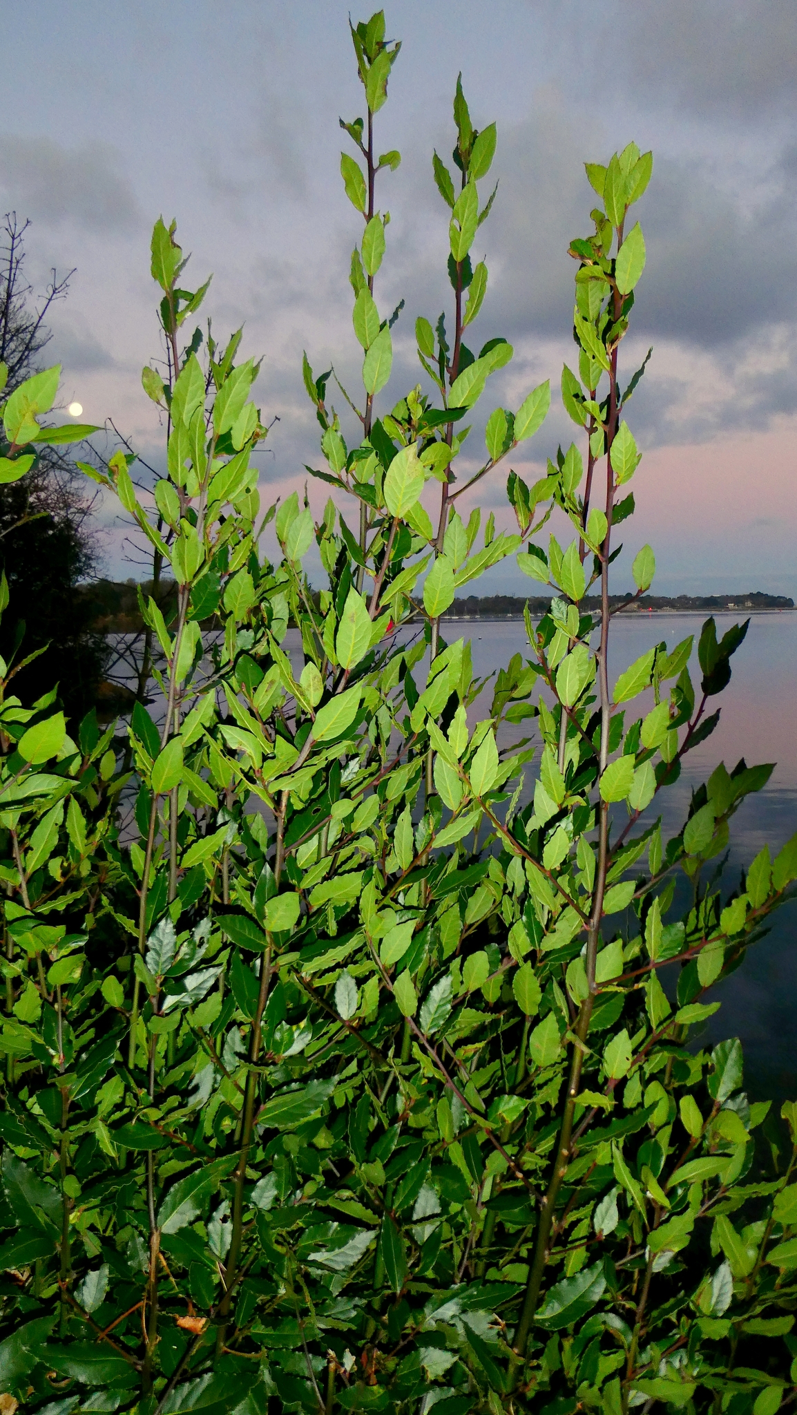Laurus nobilis