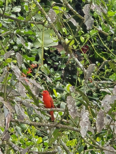 Summer Tanager (Piranga rubra), photo 1