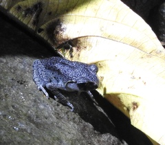 Leptobrachium hasseltii