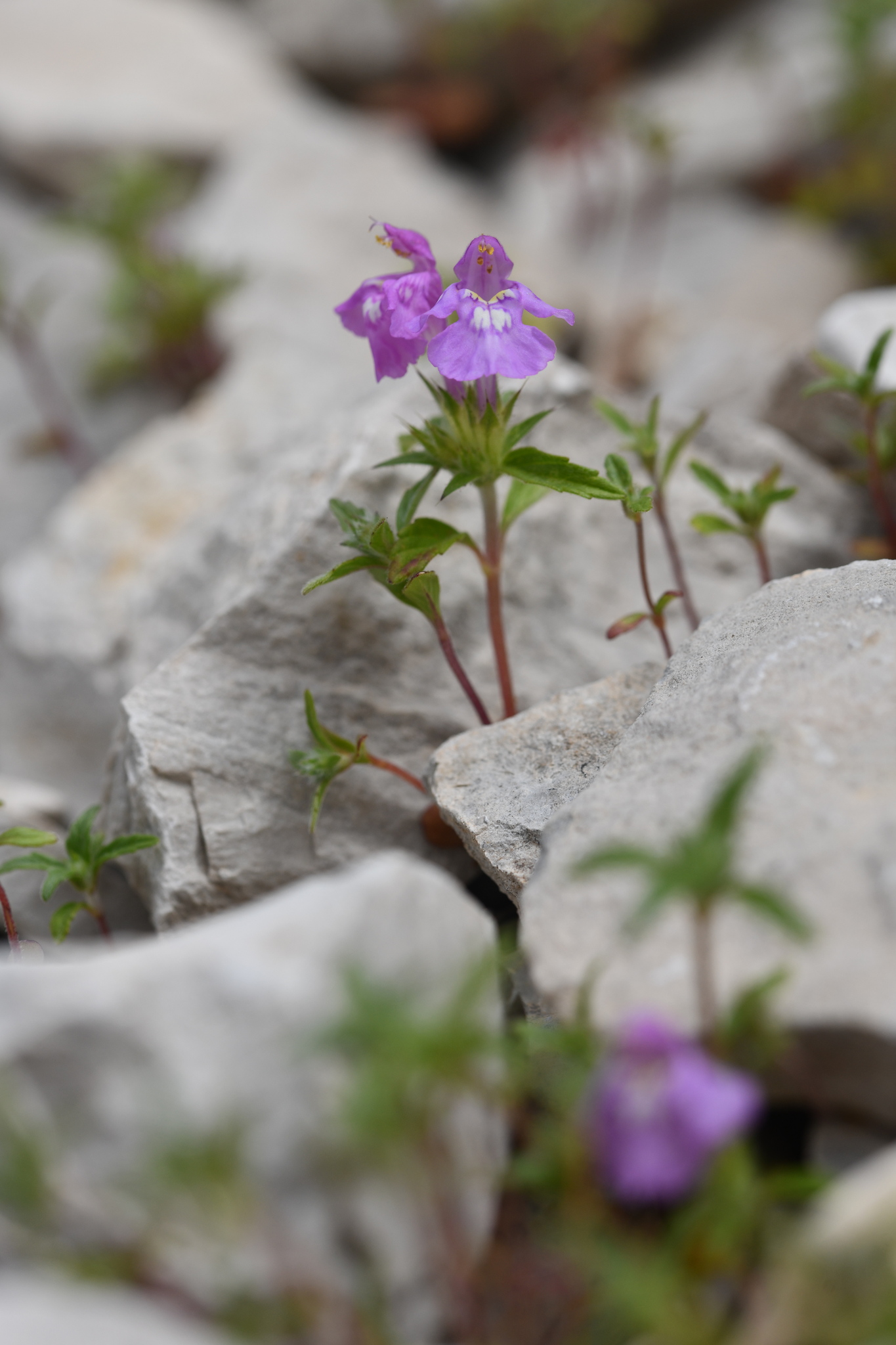 Narrowleaf Hempnettle (Galeopsis angustifolia)