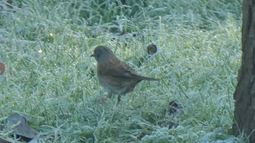 Dunnock (Prunella modularis), photo 3