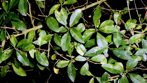 Liguster