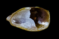 Crepidula onyx image