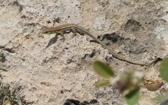 Ophisops elegans schlueteri