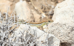 Ophisops elegans schlueteri