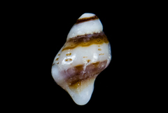 Paciocinebrina gracillima