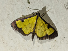 Ategumia