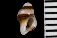 Paciocinebrina gracillima
