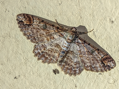 Iridopsis appetens