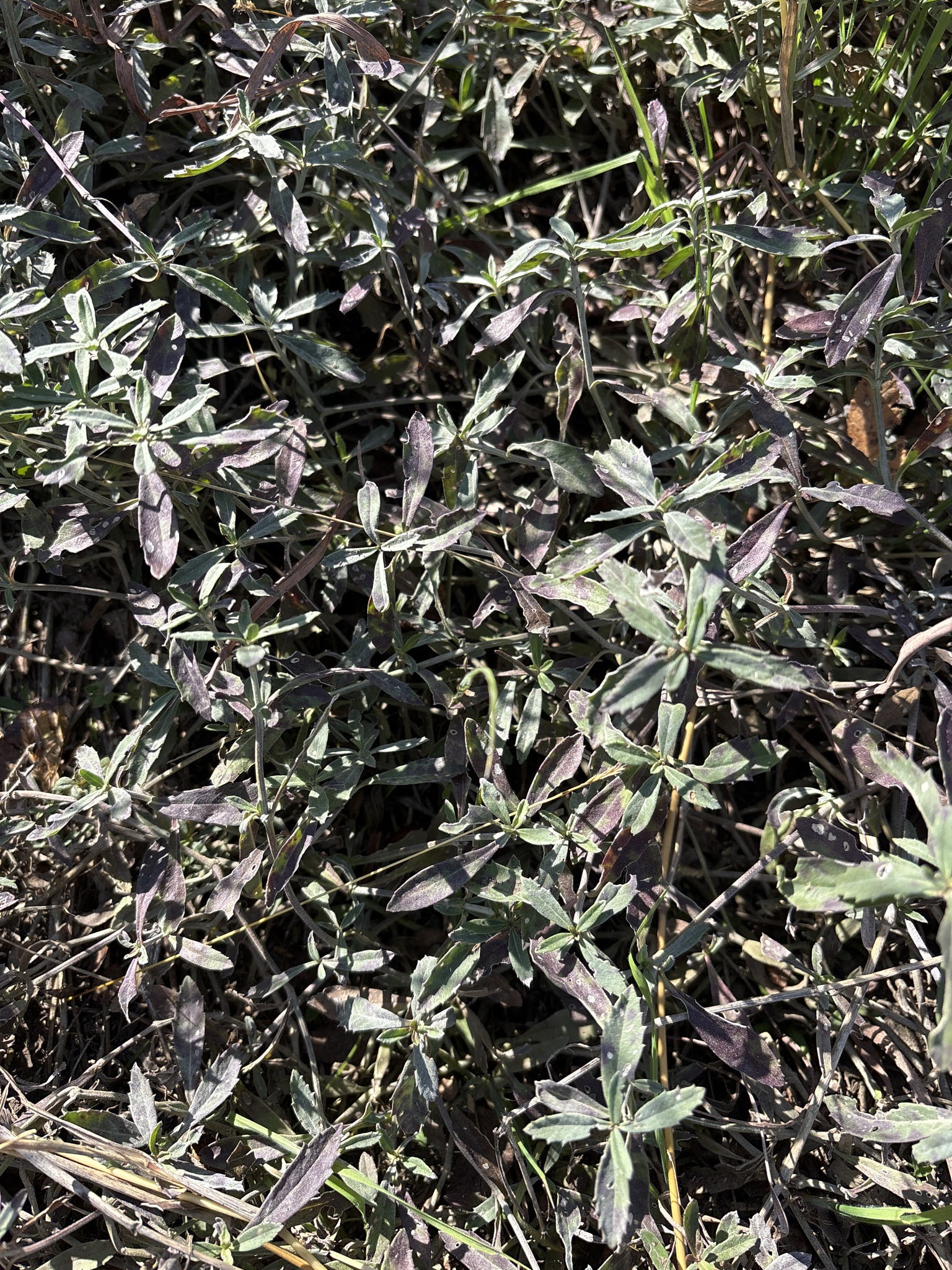 Balsamilla