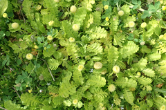 Leptinella potentillina, photograph author not stated, no rights reserved