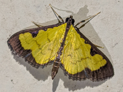 Ategumia