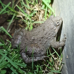 Limnonectes kuhlii