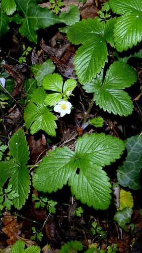 Alpine strawberry